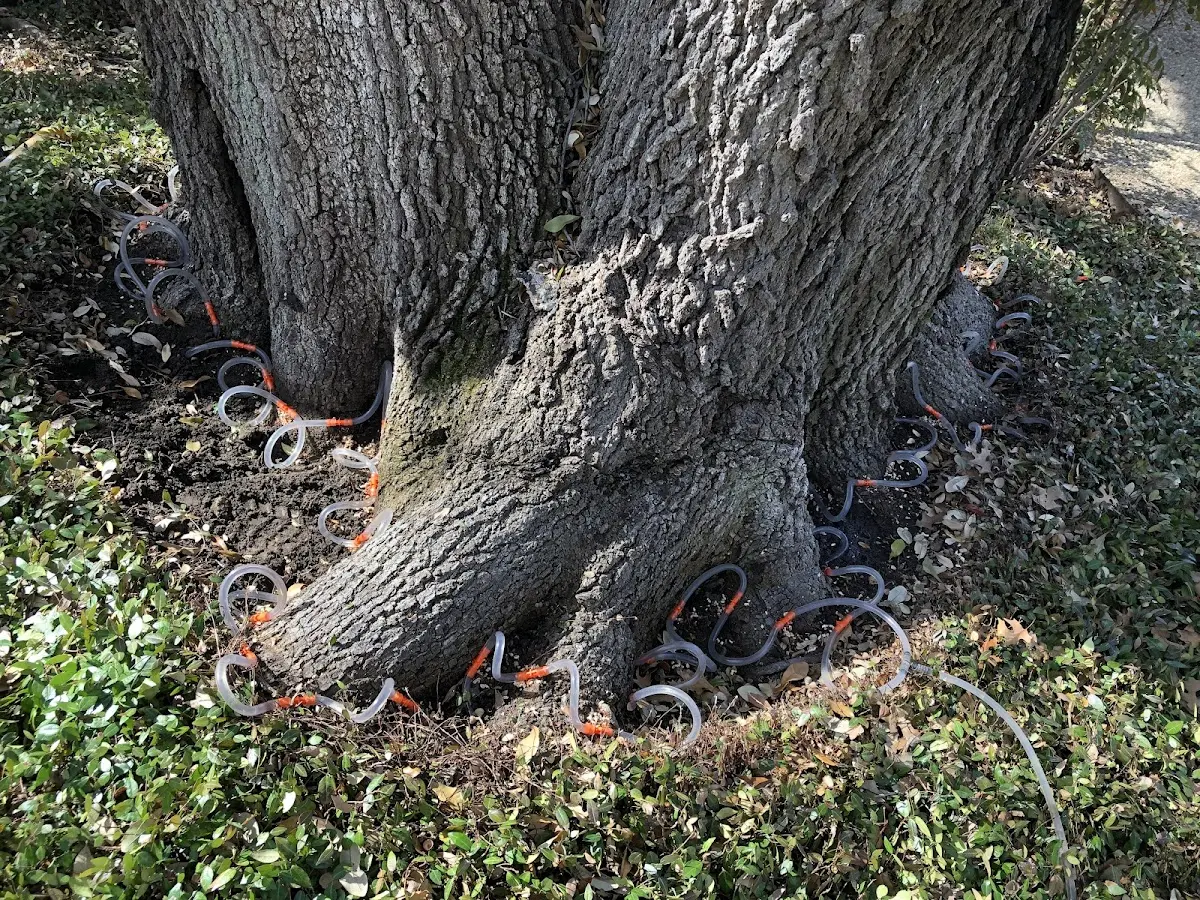 Detailed Tree Cabling and Bracing job site in Pinos Altos