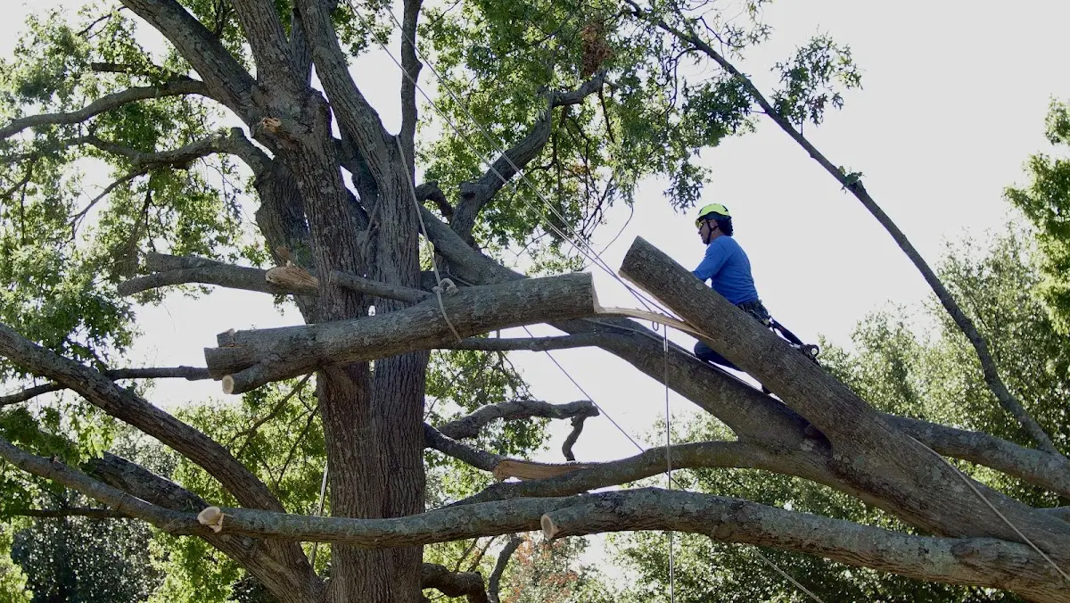 Professional Crown Thinning performed by certified arborists in Pinos Altos