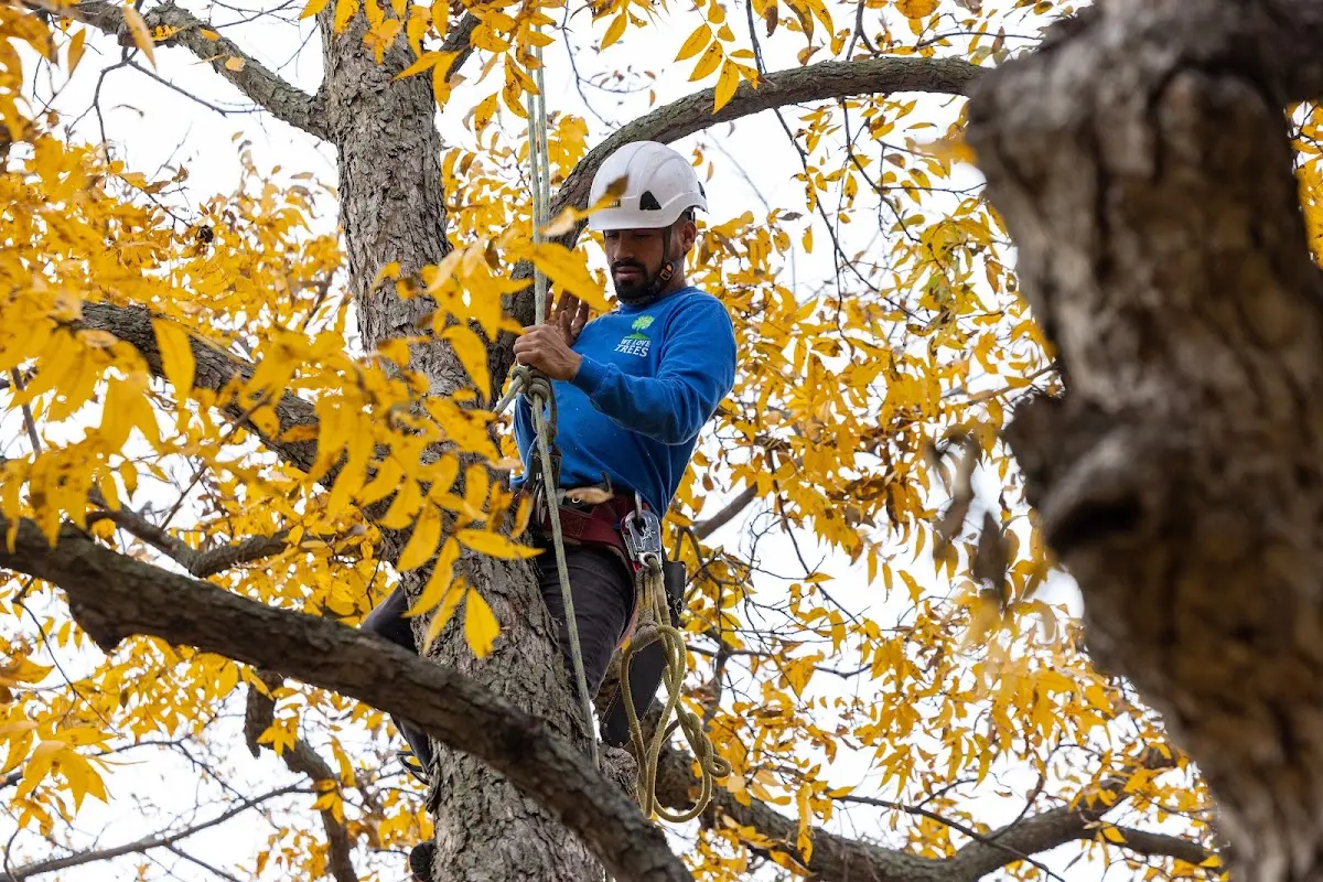 Skilled Tree Pruning crew working in Pinos Altos